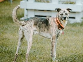 Flori in 52223 Stolberg sucht sein Für-immer-Zuhause