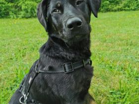 Laila – sensible Seele mit großem Herz sucht ruhiges Zuhause