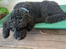 Rollo – 4-Jähriger sensibler, intelligenter Königspudel