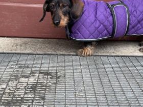 Onja - kleiner Dackel, große Hoffnung 🐾