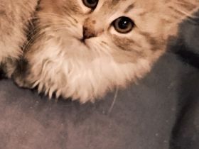 BLH BKH süßes Weibchen