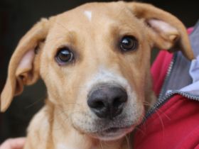 Süsser Pumpkyn sucht eine Familie!