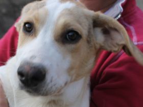 Hundekind Pascale sucht eine Familie!