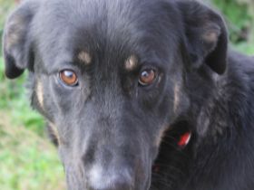 Gaya sucht ihre Menschen!