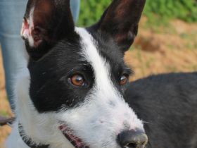 JJ sucht eine Familie!