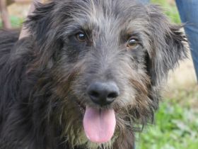 Jerry sucht eine Familie!