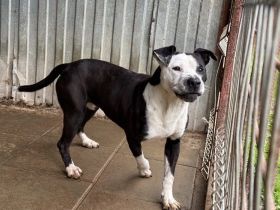 Jerica sucht ein Zuhause außerhalb DE