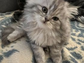 Perserkätzchen mit Nase entwurmt und stubenrein