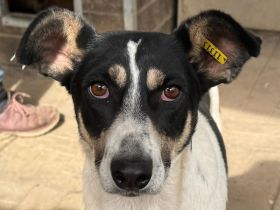 Amanda, unkomplizierte, verschmuste, freundliche Hundedame hofft auf eine tolle Zukunft, 3,5J, 54 cm