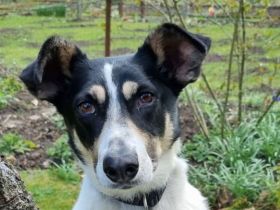 Amanda, unkomplizierte, verschmuste, freundliche Hundedame sucht ein Für-Immer Zuhause, 5 J, 54 cm