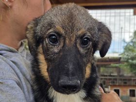 Carino, liebevoller, sanfter 10-monatiger Rüde möchte das schöne Leben kennenlernen, 48 cm