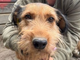 Forrest, sensibler kleiner Hund wünscht sich Menschen mit Geduld und Einfühlungsvermögen, 4J, 38 cm