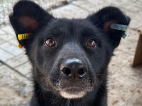 Kindra - absolut nett, höflich, unaufdringlich -  und liebt Streicheleinheiten, 5J, 55 cm