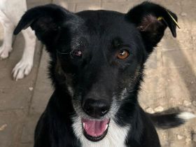 Mimi, sehr liebe, aufgeschlossene und verschmuste Hündin mit kleinem Handycap, 3 J, 48 cm