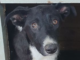 Miru, bezaubernder, junger, liebevoller Rüde sucht liebevolles Zuhause, 14M, 47 cm