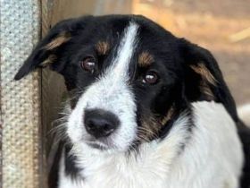 Xyria - endlich in Deutschland - sucht wir ein liebevolles und geduldiges Zuhause, 8M, 35 cm