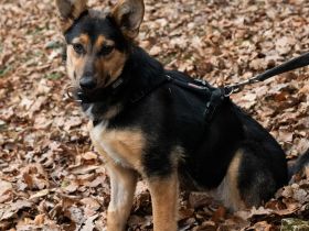 Dora - Schäferhund-Mix-Hündin
