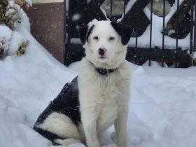 MARVEL - der Sanftmütige