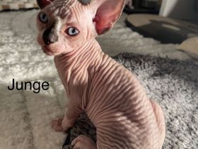 Sphynx Kitten
