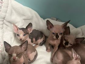 Canadian Sphynx Kitten