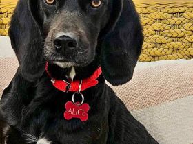 Zauberhafte ALICE sucht Familie