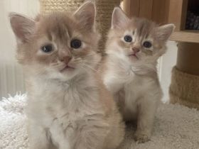 Somali Kitten silber