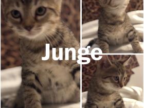 Bengal Mischlings Kätzchen