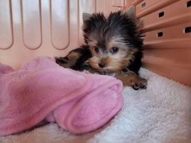 yorkie mädchen Welpe ab sofort