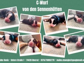 Berner Sennenhund Welpen
