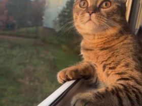 Verspielter Kater Simba sucht ein liebevolles Zuhause