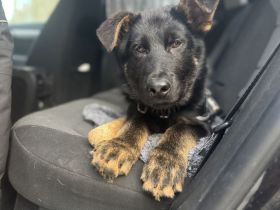 Deutscher Schäferhund / Junghund 5 Monate / DDR-Blutlinie / rote SV/VDH Papiere