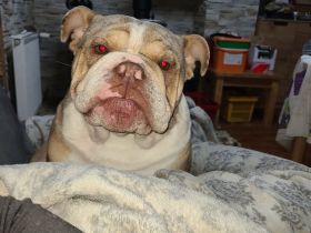 New English Bulldog Rüde Schoko Merle Tri Color