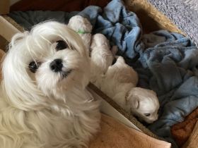 Hallo unsere Marie hat am 26.12.2025 3  Maltipoo Welpen bekommen 1 Mädchen 2 Jungs alle weiß