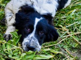 Wuschelmaus Gyda sucht Für-immer-Zuhause