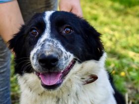 Wuschelmaus Gyda sucht Für-immer-Zuhause