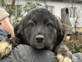 Dori - ausgesetztes Hundekind sucht Geborgenheit