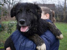 Dori - ausgesetztes Hundekind sucht Geborgenheit