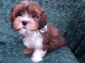 Havaneser Hündin, 3 Monate, mit Papieren und Gesundheitszeugnis