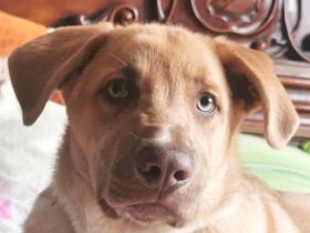 Toby´s gute Ansätze suchen ein liebevolles Training