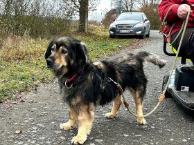 Zordon sucht sein Glück