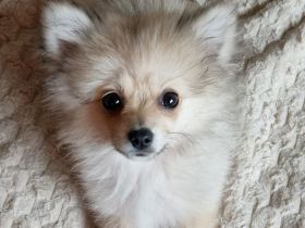 Pomeranian Welpe abzugeben