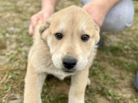 Hübscher Wickie wird zu stattlichem Rüden
