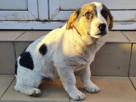 Verspielter Wuschelkopf Lino sucht Zuhause