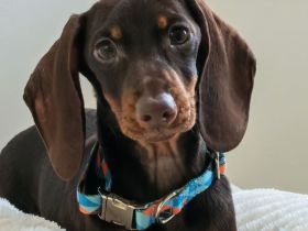 Kaninchen-Dackelwelpe (männlich), mit Stammbaum