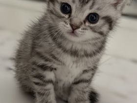 BKH kitten abzugeben