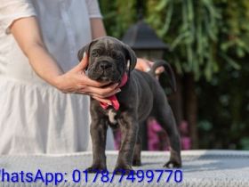 Exclusive!!! Reinrassige Cane Corso welpen mit Stammbaum