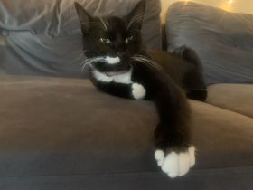 Heulsuse sucht ein Zuhause