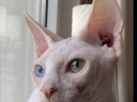 Sphynx Kater sucht Dosenöffner