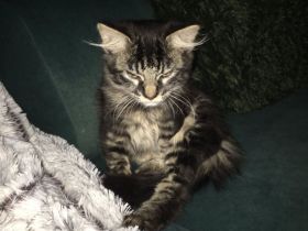 Nebelung EKH mix kitten Weibchen