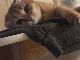 British Kurzhaar Katze – liebevolle Hauskatze abzugeben